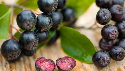 sucul de aronia contraindicatii
